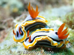 Chromodoris magnifica, Derawan Island, est Borneo, Nikon ... by Alberto D'este 